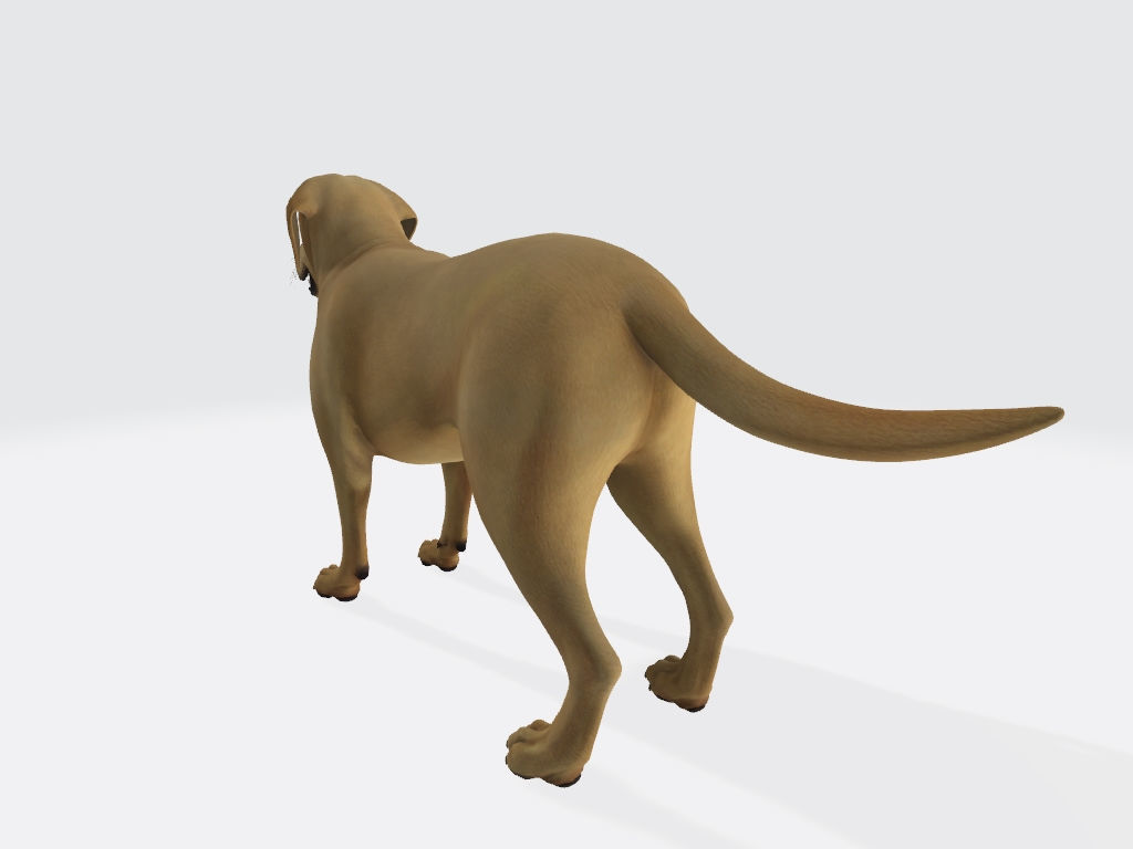 Labrador Retriever Dog 3D Model Ready to Print 3D print model_4