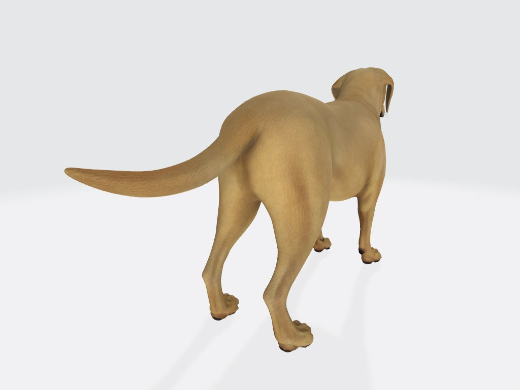 Labrador Retriever Dog 3D Model Ready to Print 3D print model_5