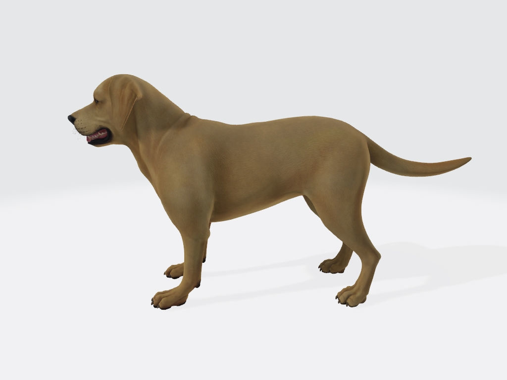 Labrador Retriever Dog 3D Model Ready to Print 3D print model_3