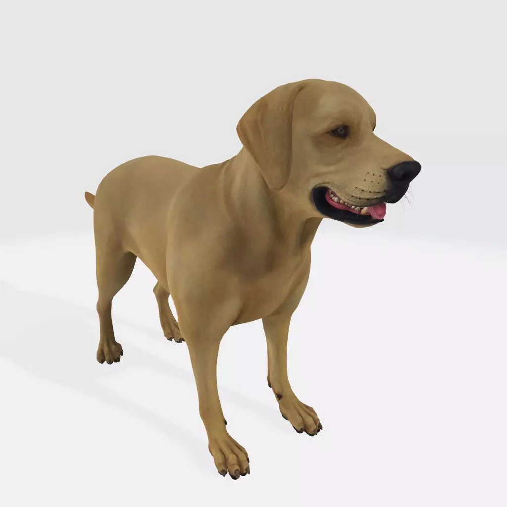 Labrador Retriever Dog 3D Model Ready to Print 3D print model_0