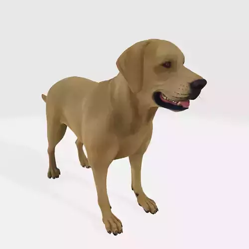 Labrador Retriever Dog 3D Model Ready to Print 3D print model