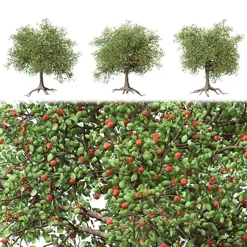 Apple tree Low-poly 3D model