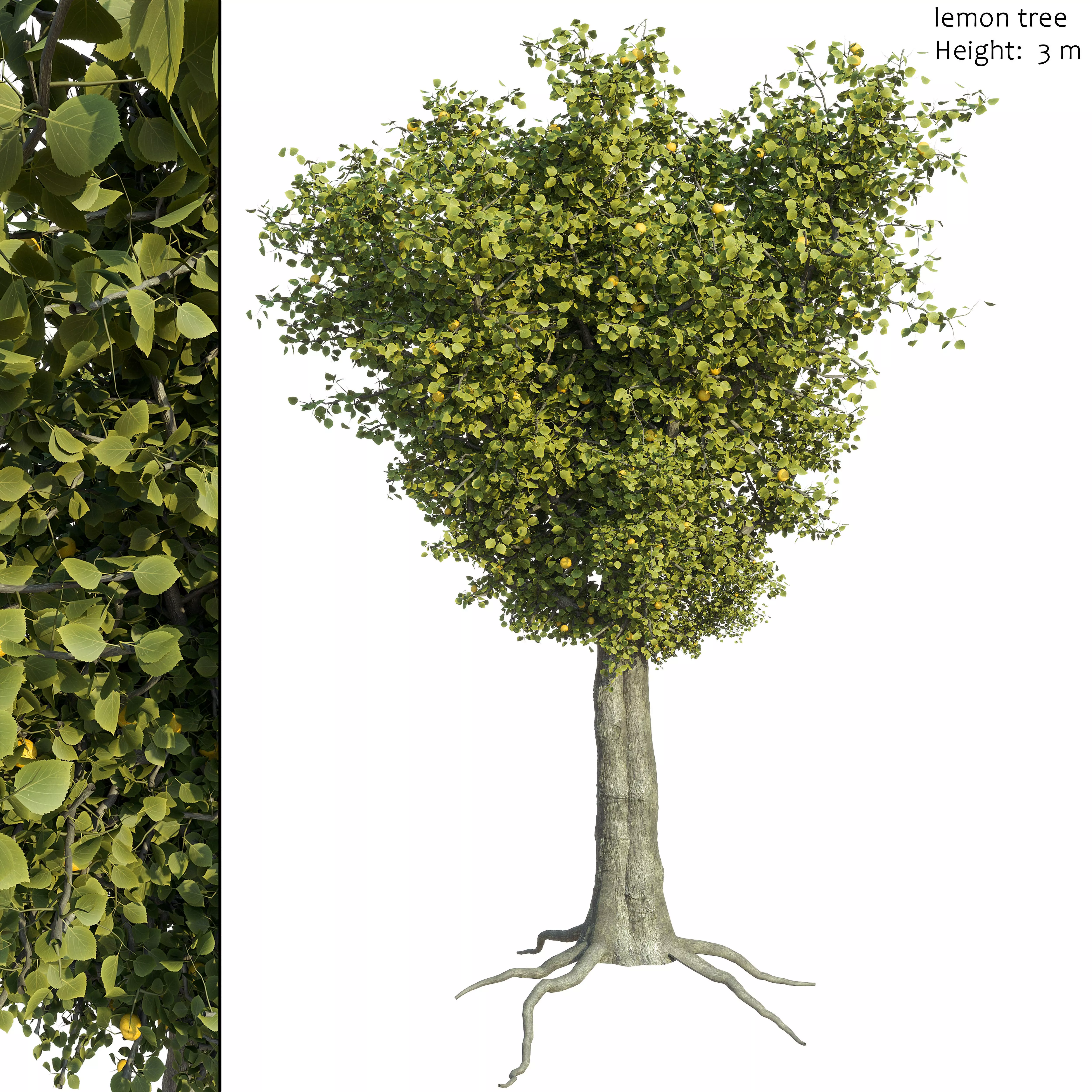 Lemon tree 01 3D model