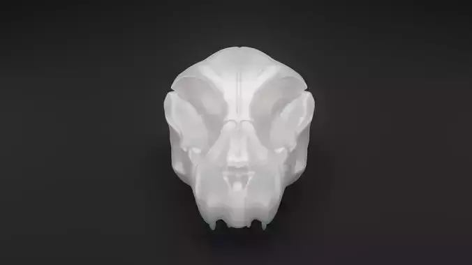 Animal skull - Panther