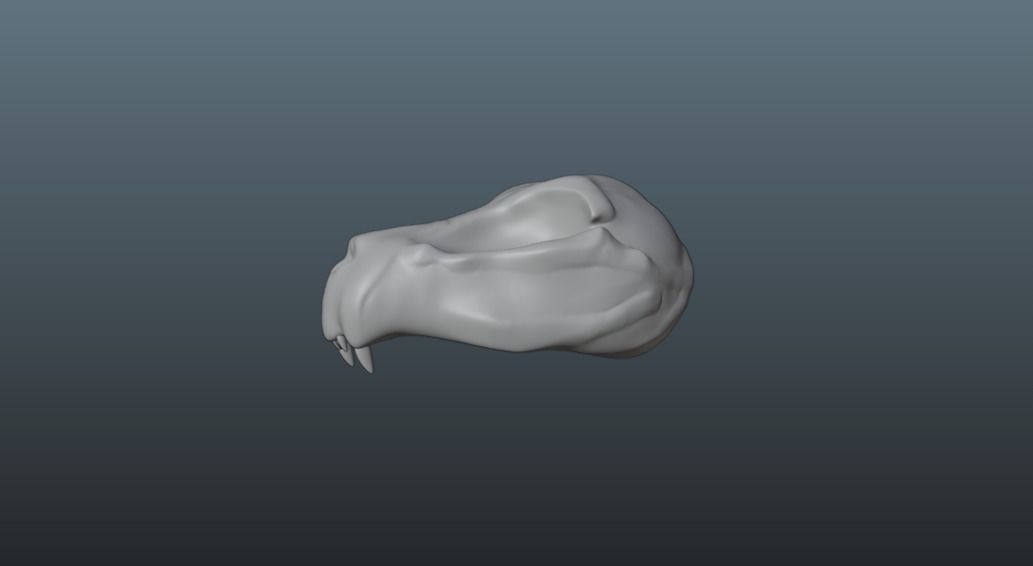 Animal skull - Panther 3D model_7