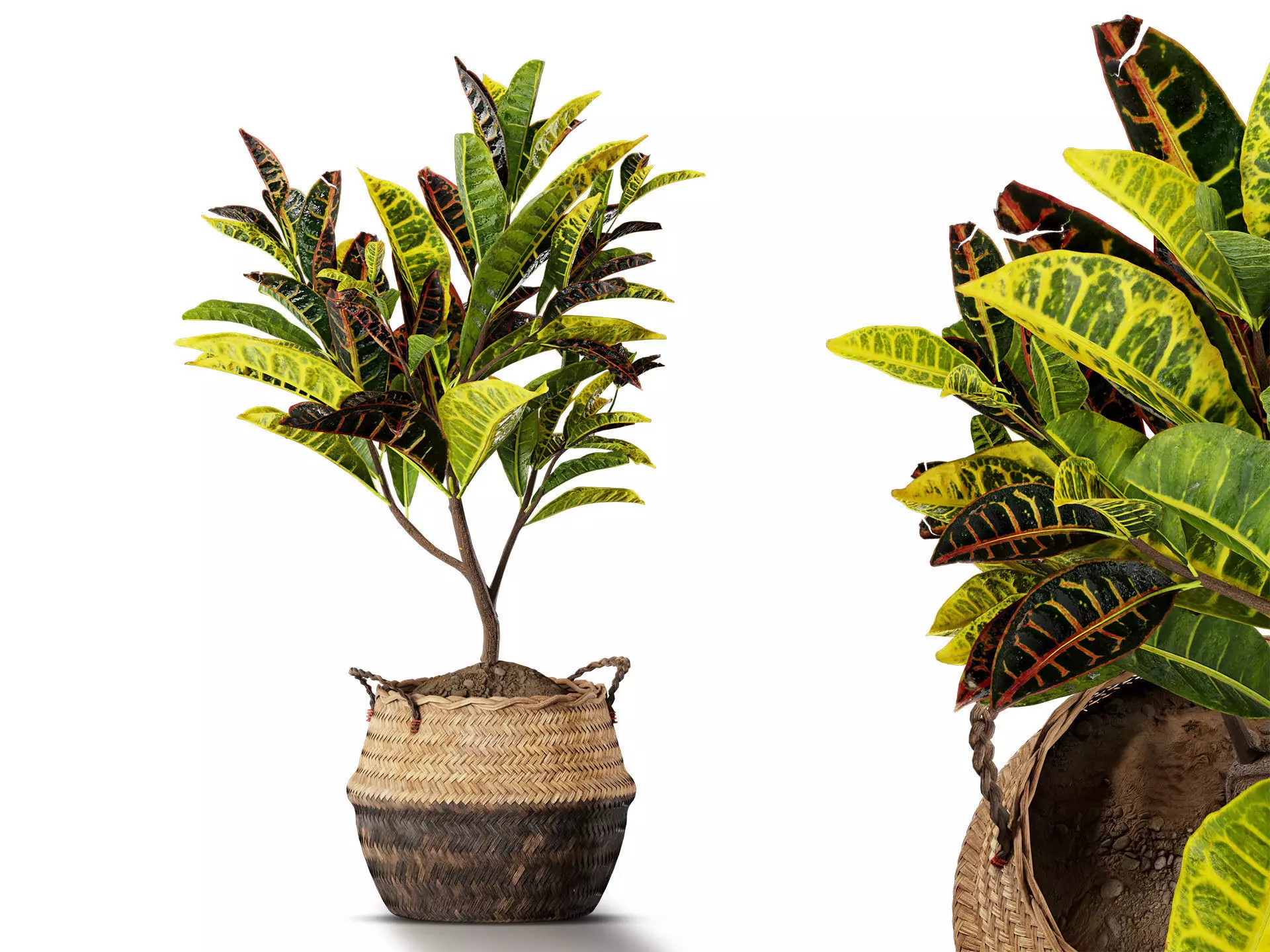 Variegated Croton With Wicker Pot And Soil Indoor Plant Set Free 3D model
