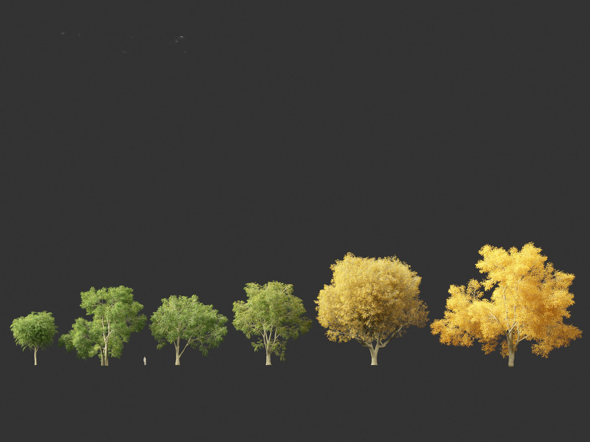 American elm - Ulmus americana 3D model_3