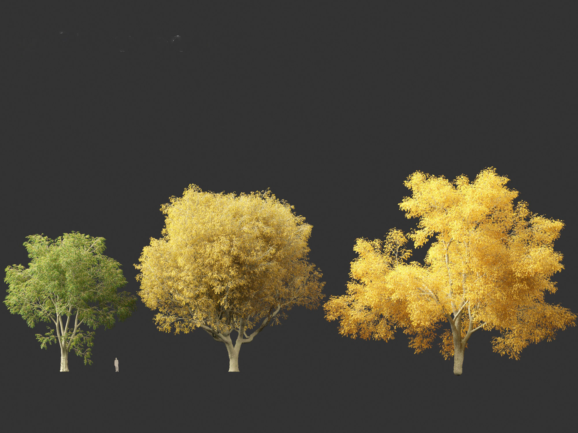 American elm - Ulmus americana 3D model_7