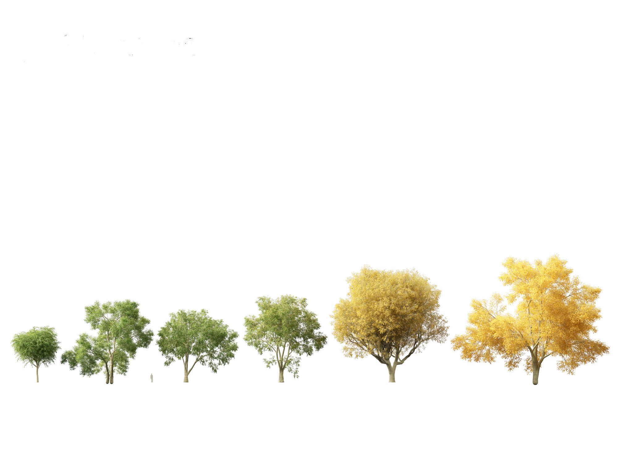 American elm - Ulmus americana 3D model_2