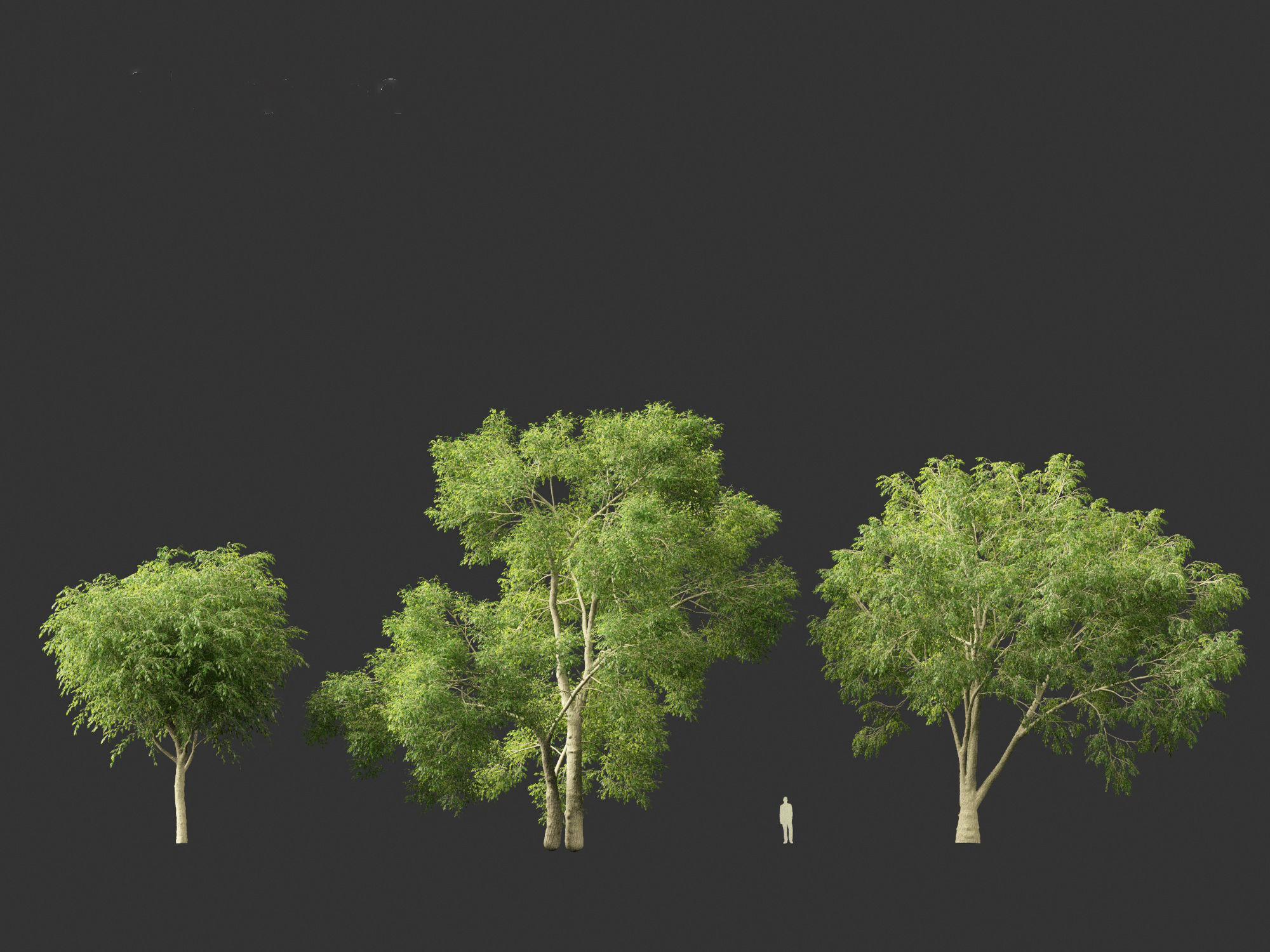 American elm - Ulmus americana 3D model_5
