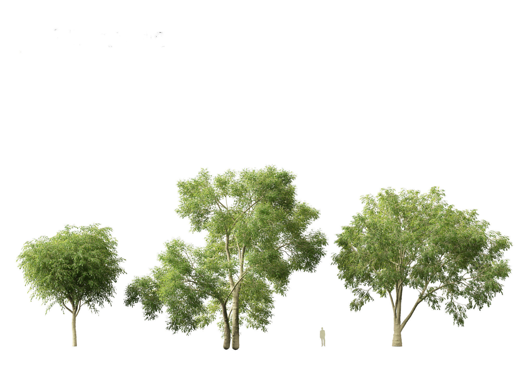 American elm - Ulmus americana 3D model_4
