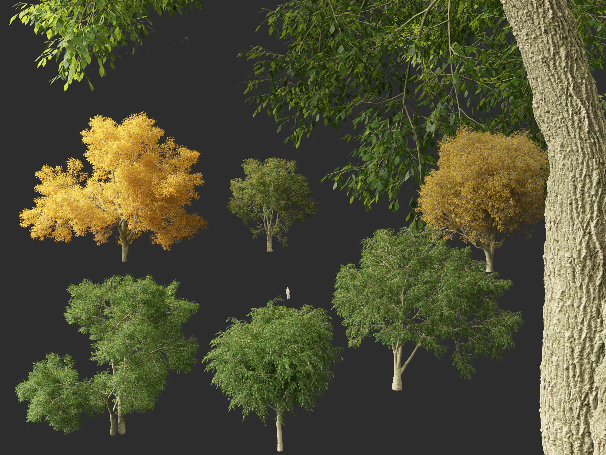 American elm - Ulmus americana 3D model_1