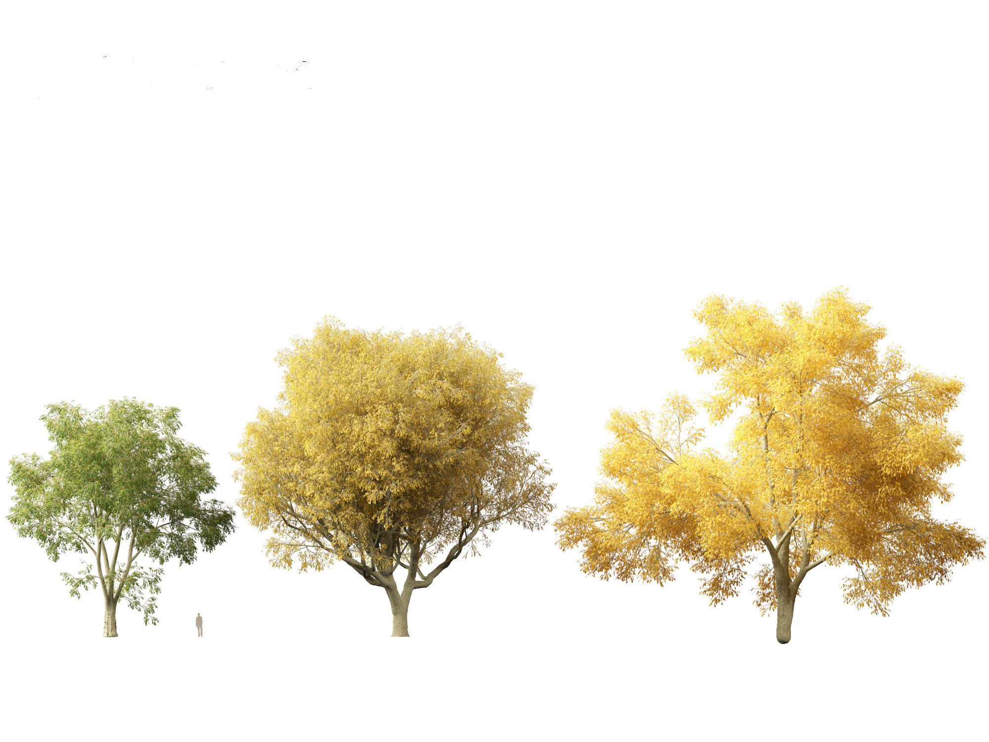 American elm - Ulmus americana 3D model_6