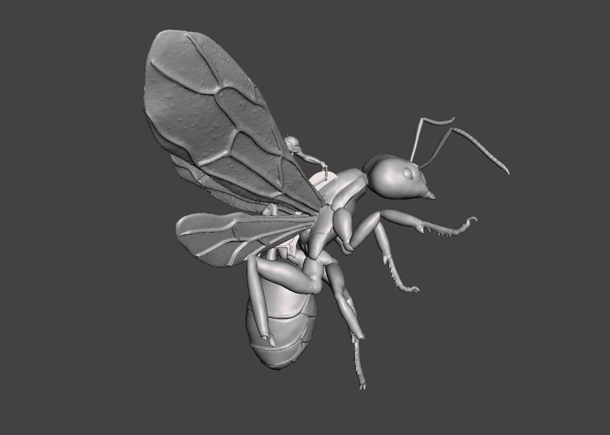 Antman small riding ant 3d model 3D print model_4
