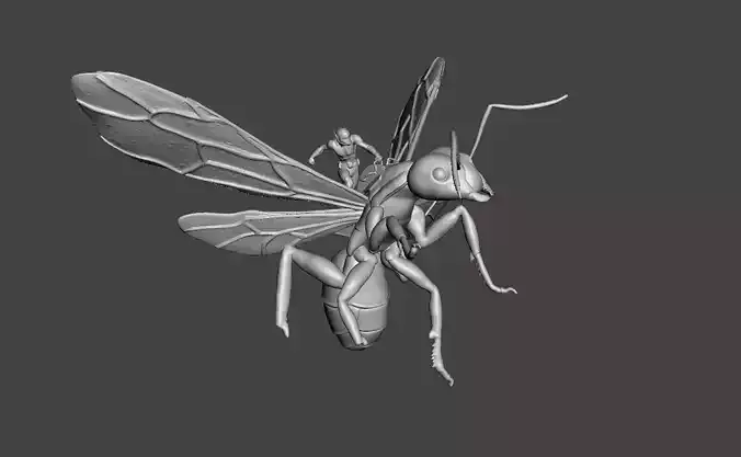 Antman small riding ant 3d model