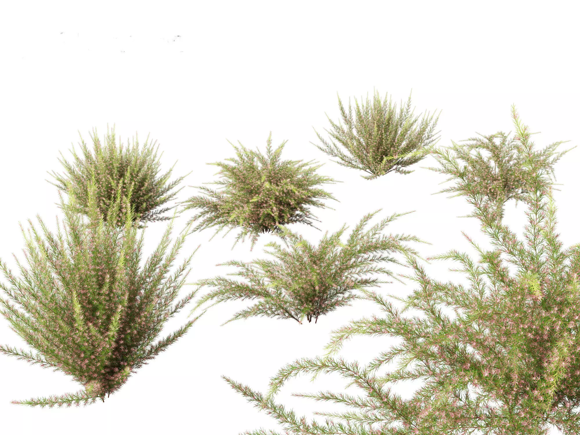 Grevillea rosmarinifolia - rosemary grevillea 3D model