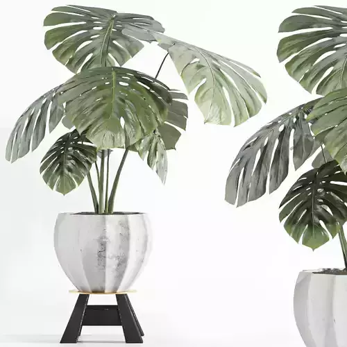 indoor plant swiss cheese 022