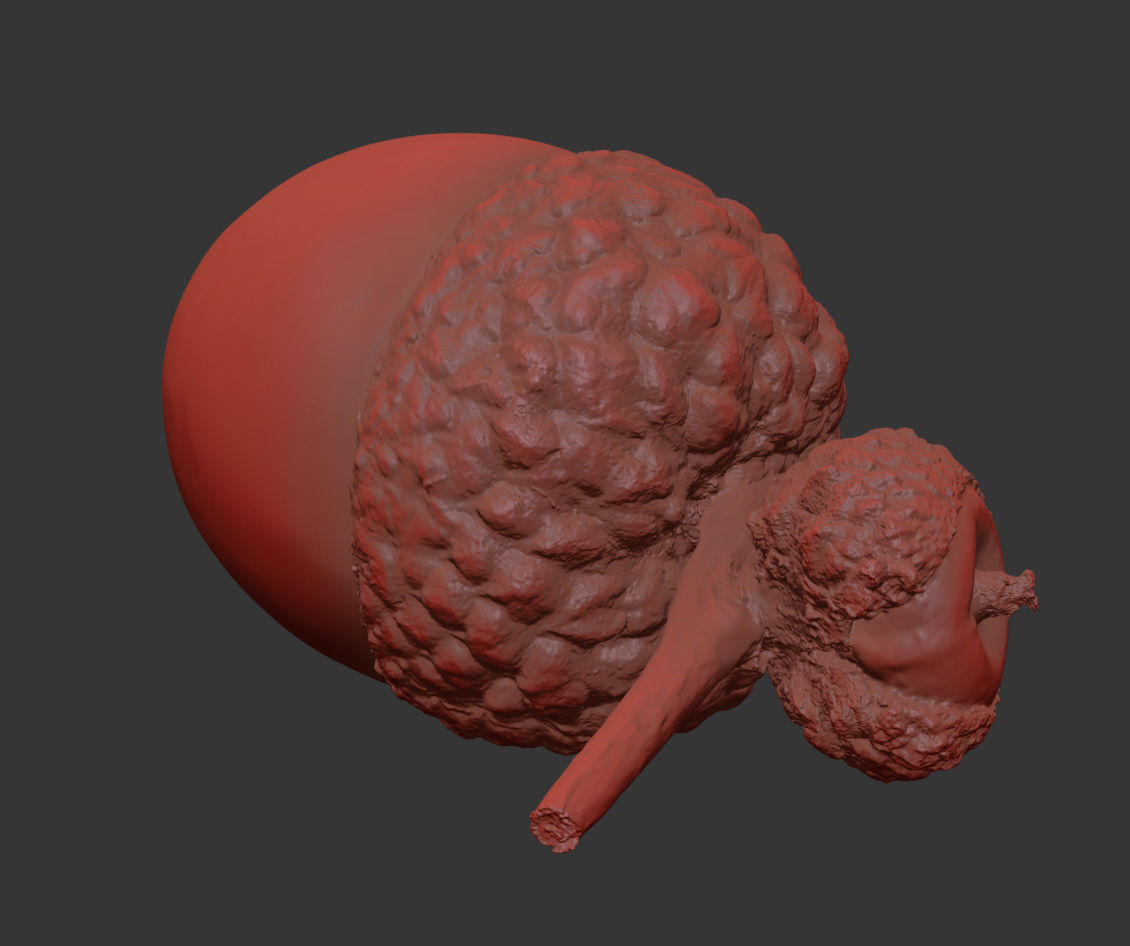 Acorn 3D model_7