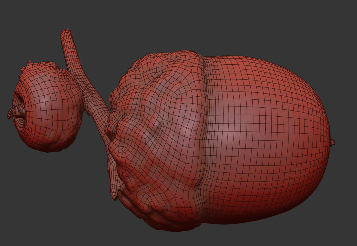 Acorn 3D model_6