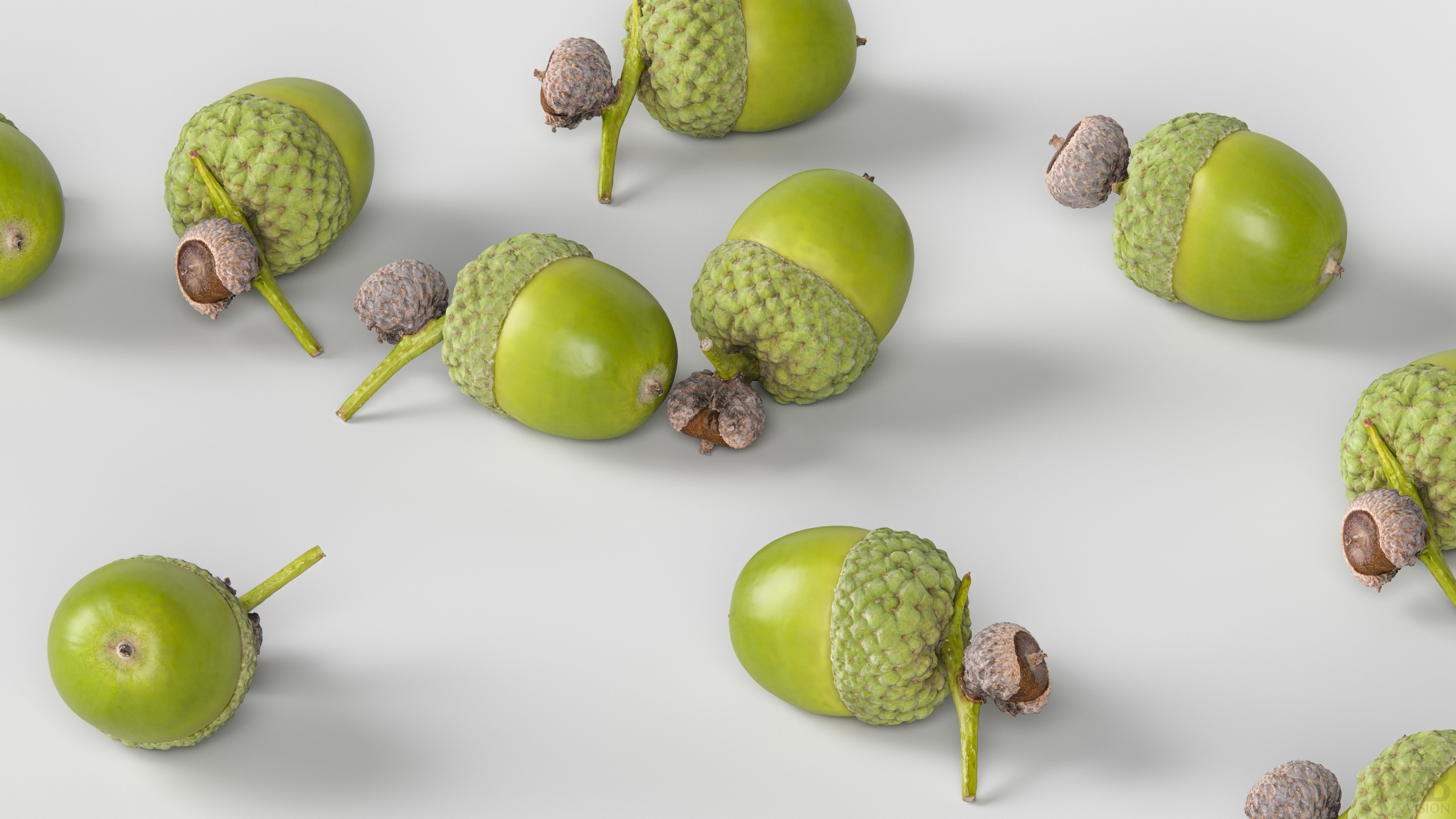 Acorn 3D model_2
