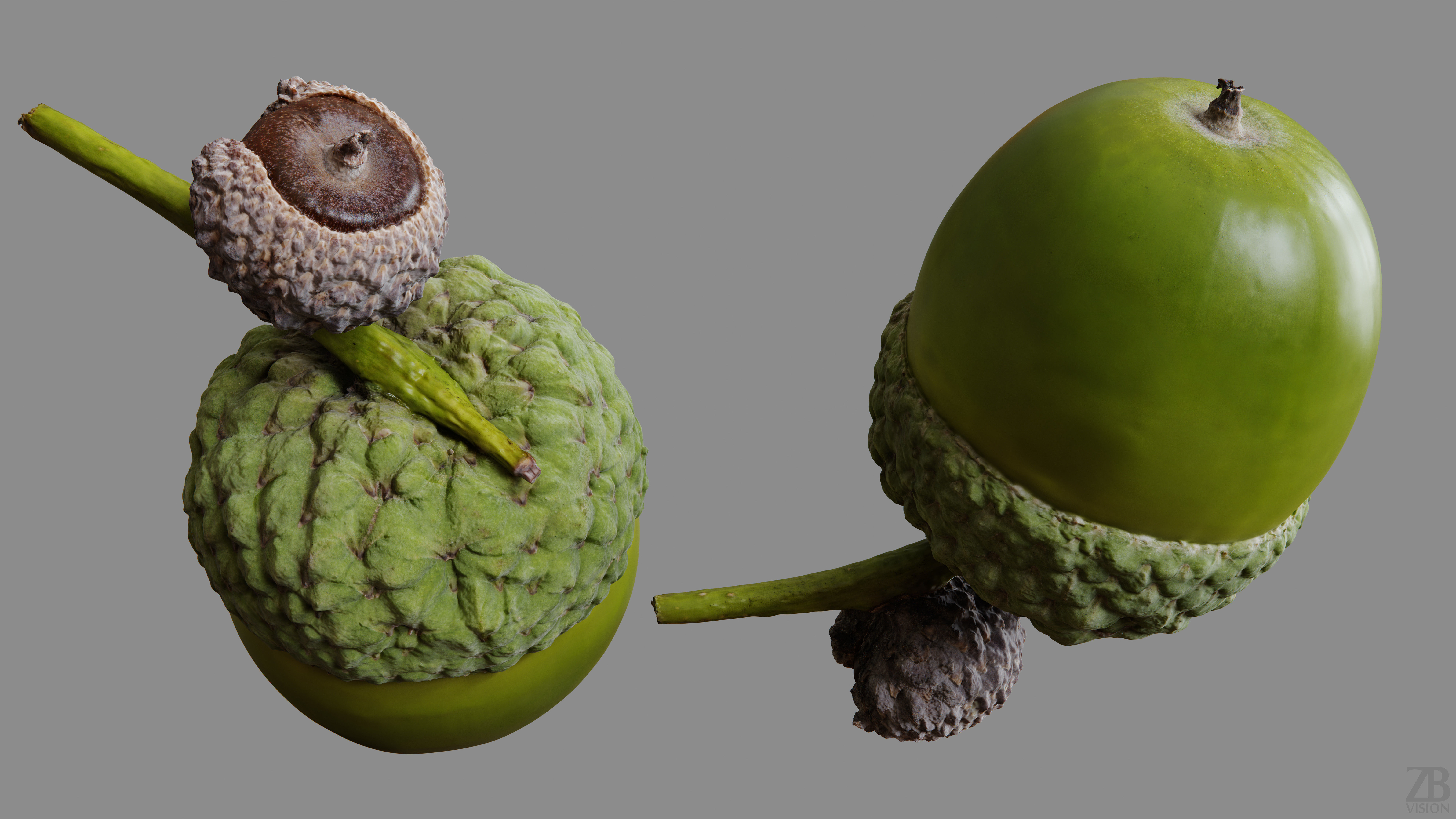 Acorn 3D model_9