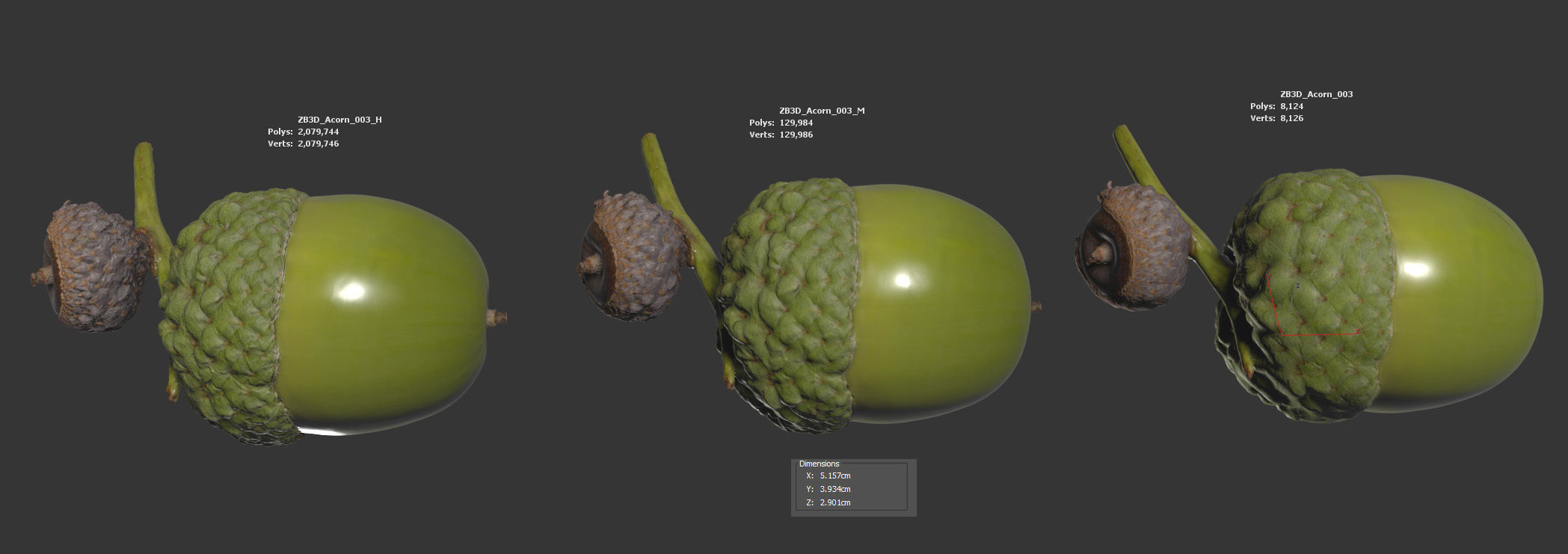 Acorn 3D model_5