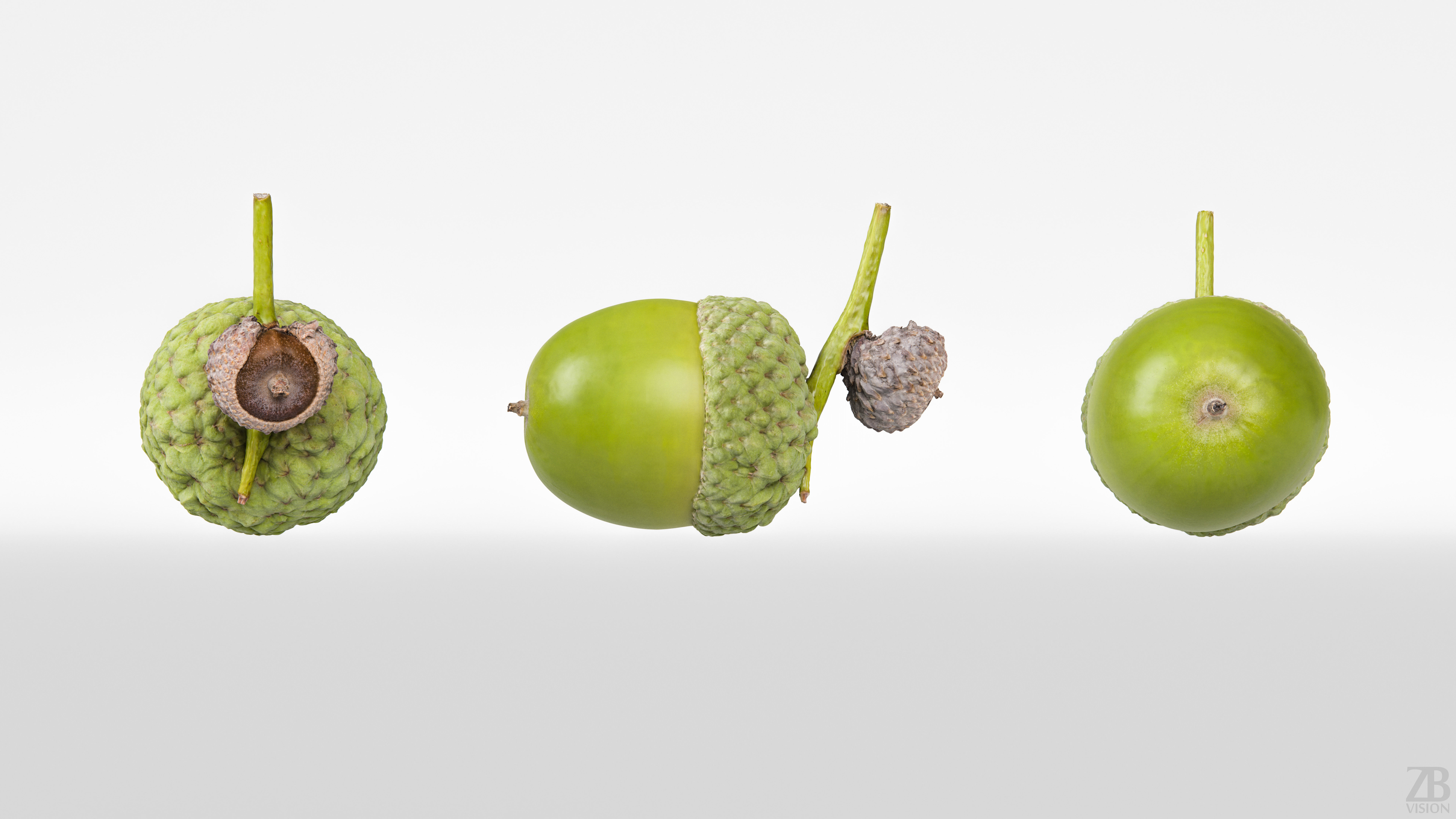 Acorn 3D model_4