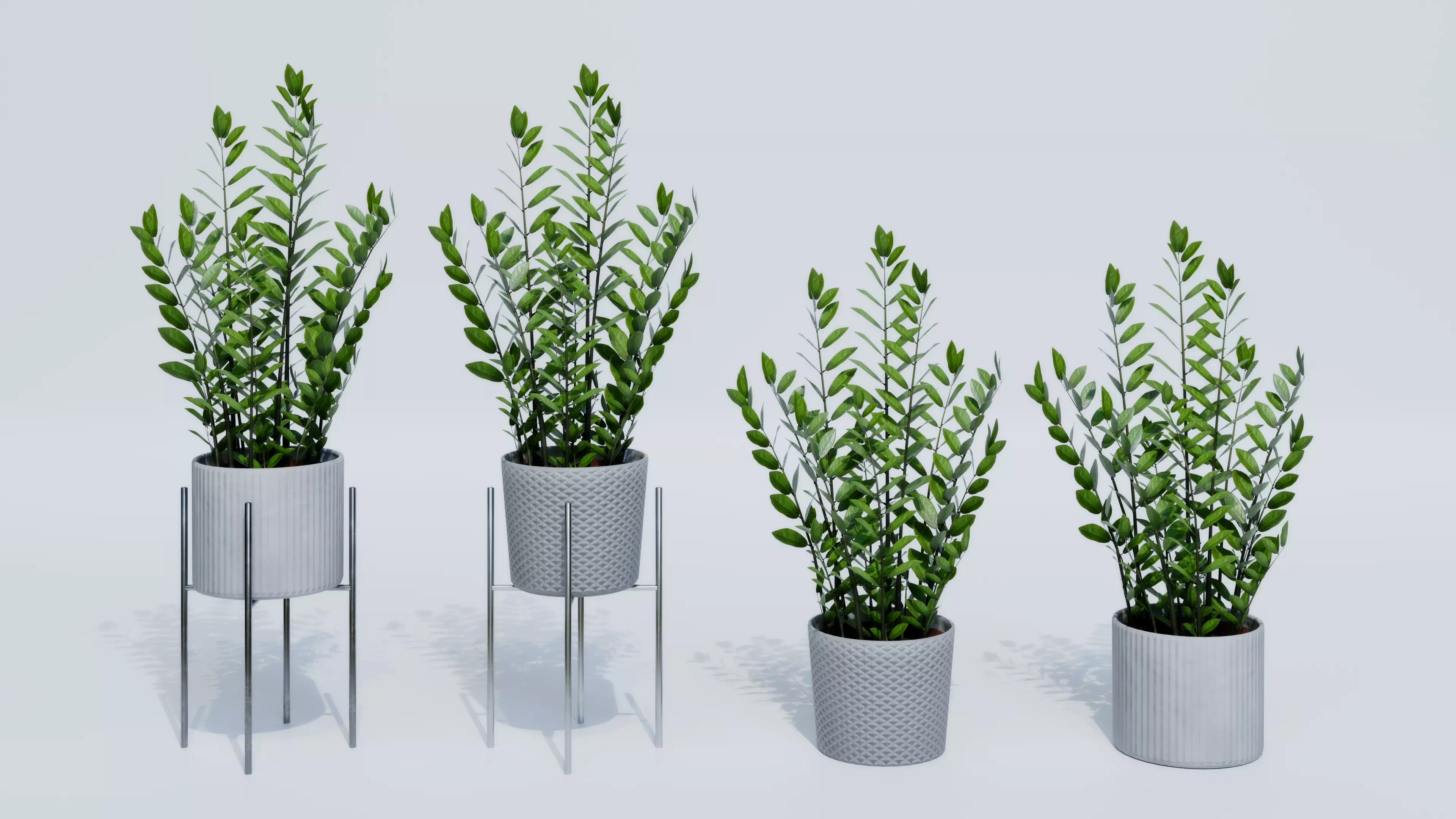 Zamioculcas Zamiifolia Low-poly 3D model_0