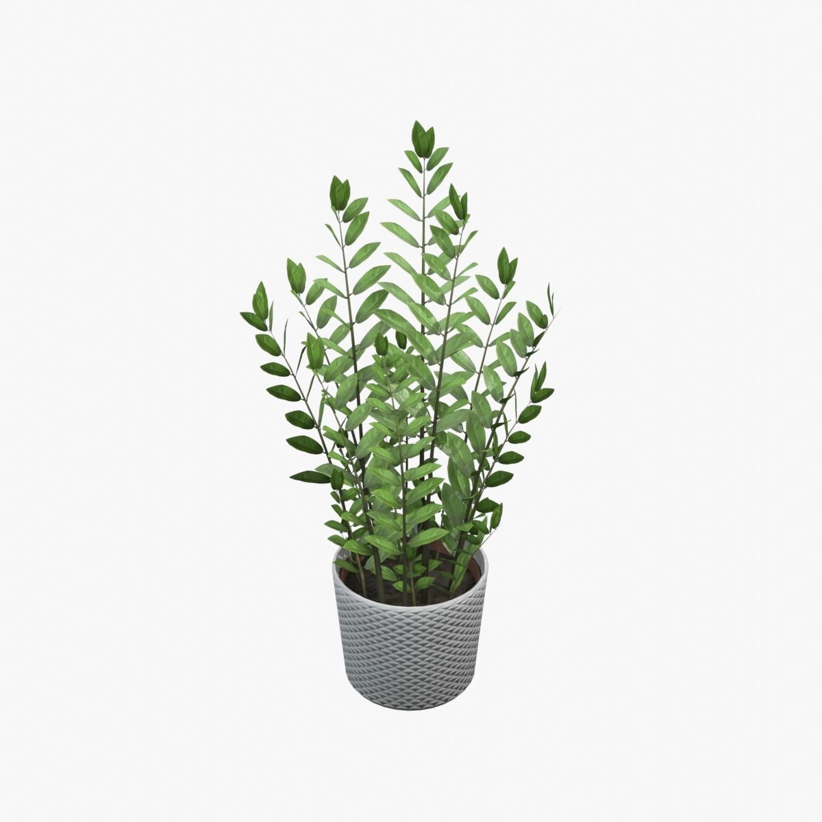 Zamioculcas Zamiifolia Low-poly 3D model_4