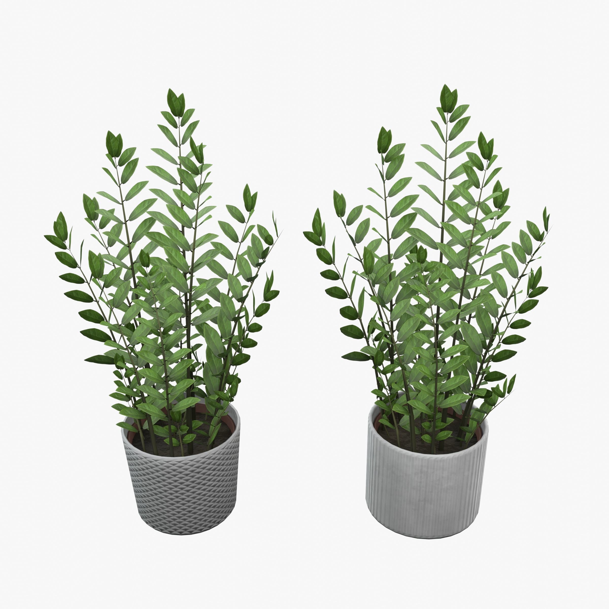 Zamioculcas Zamiifolia Low-poly 3D model_3