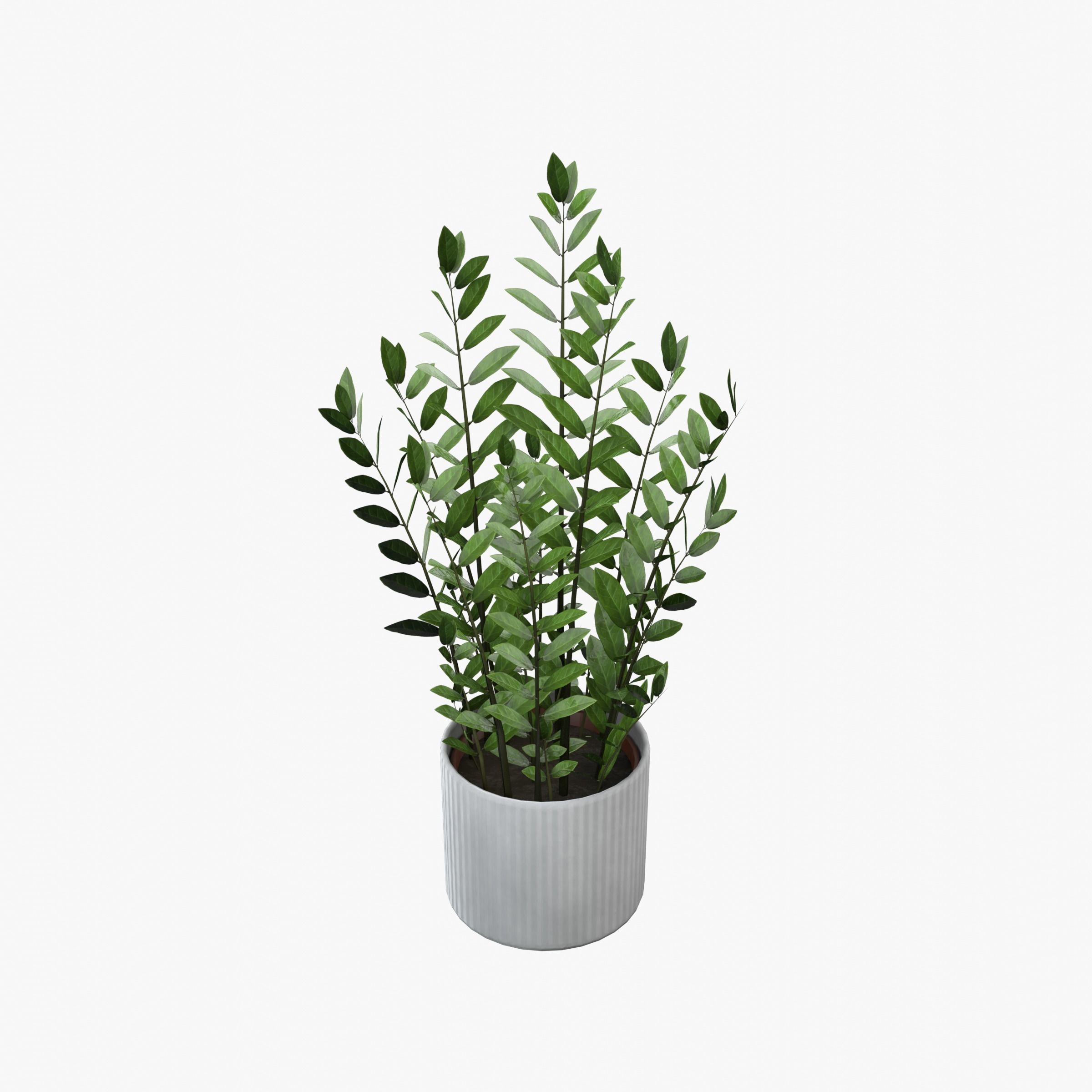 Zamioculcas Zamiifolia Low-poly 3D model_5