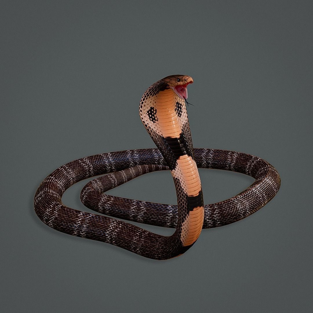 Spectacled Cobra Rig Low-poly 3D model_3