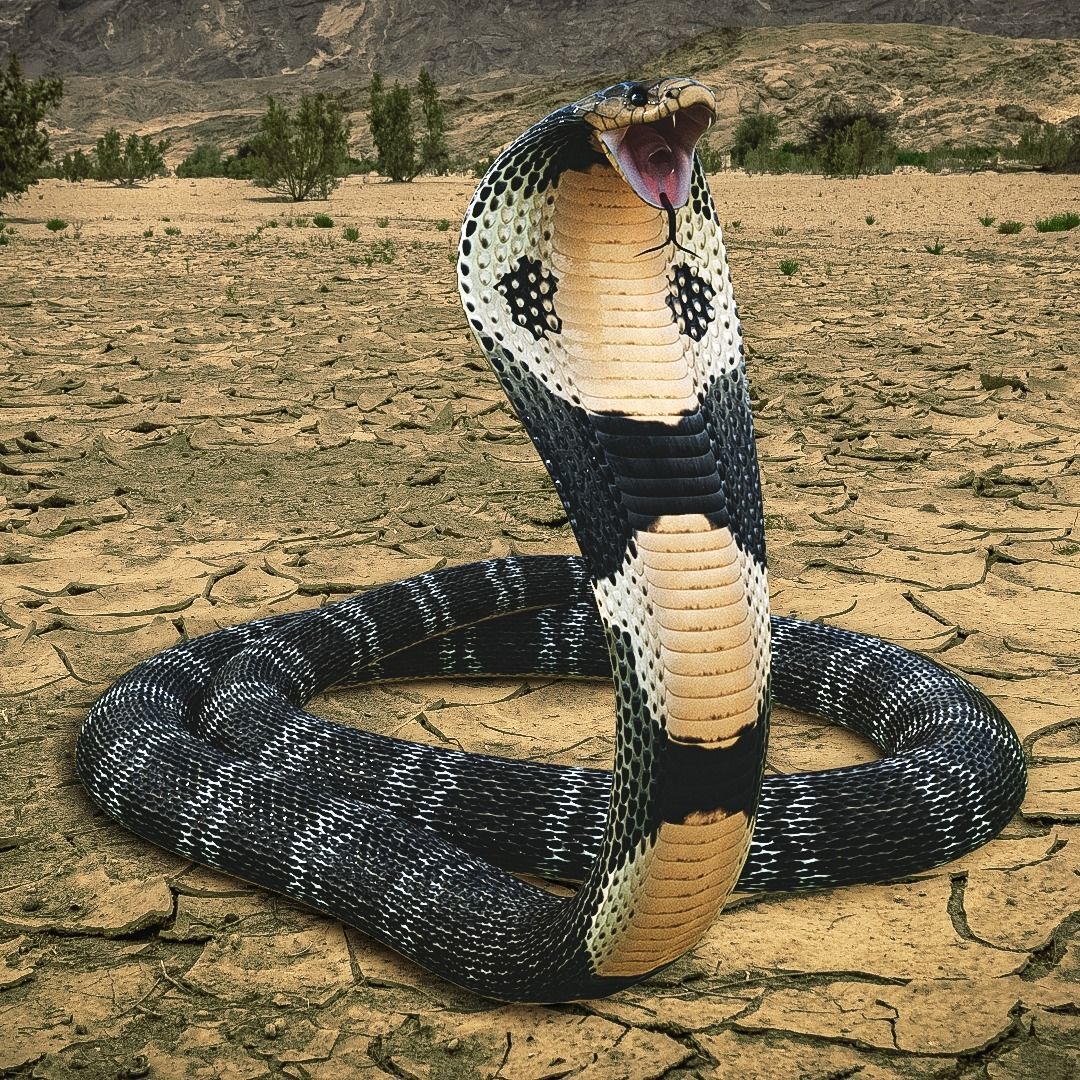 Spectacled Cobra Rig Low-poly 3D model_2