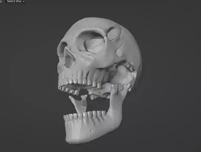 Human Skull - Anatomy