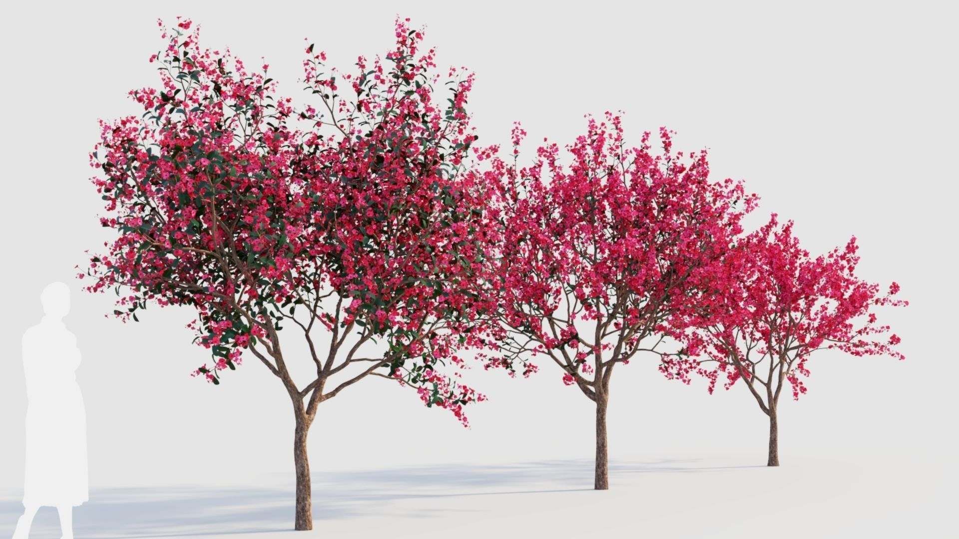 Malus spectabilis a 3D model_3