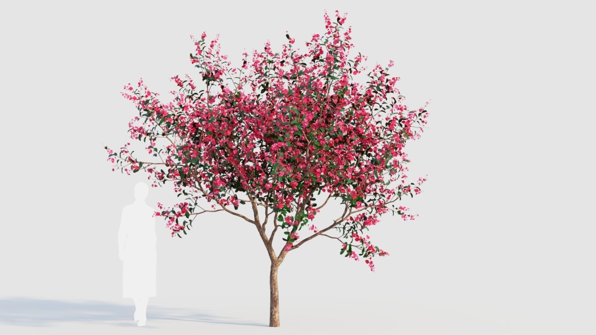 Malus spectabilis a 3D model_5
