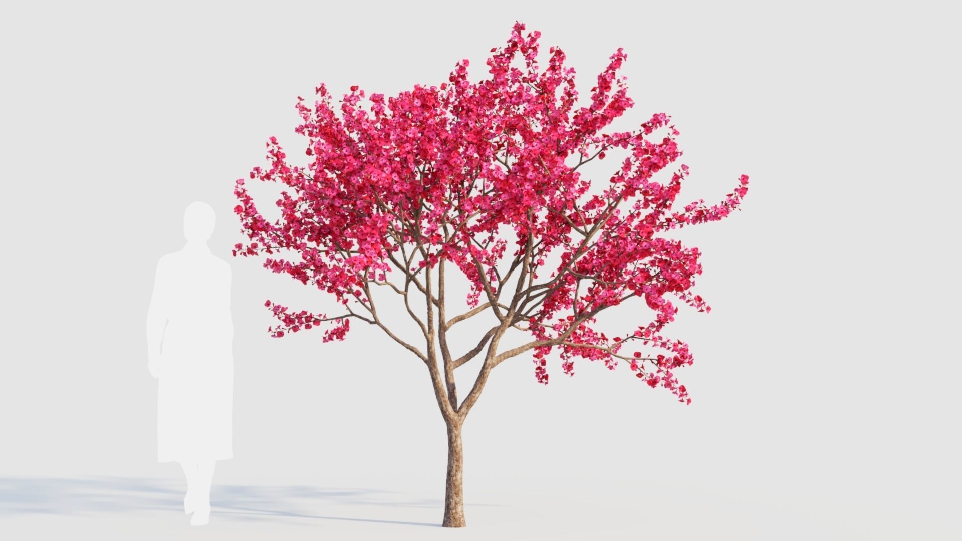 Malus spectabilis a 3D model_7