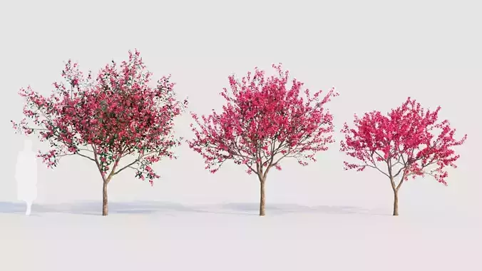 Malus spectabilis a 3D model