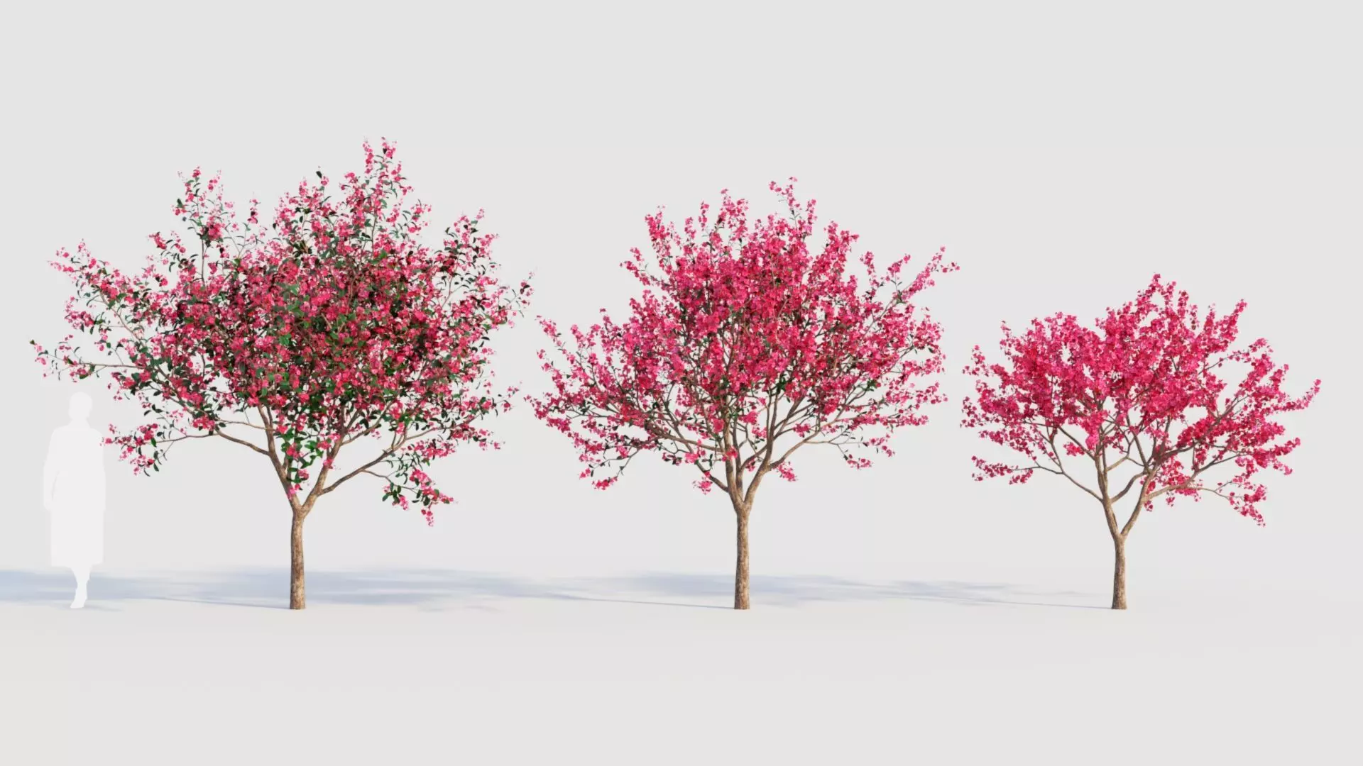 Malus spectabilis a 3D model_0