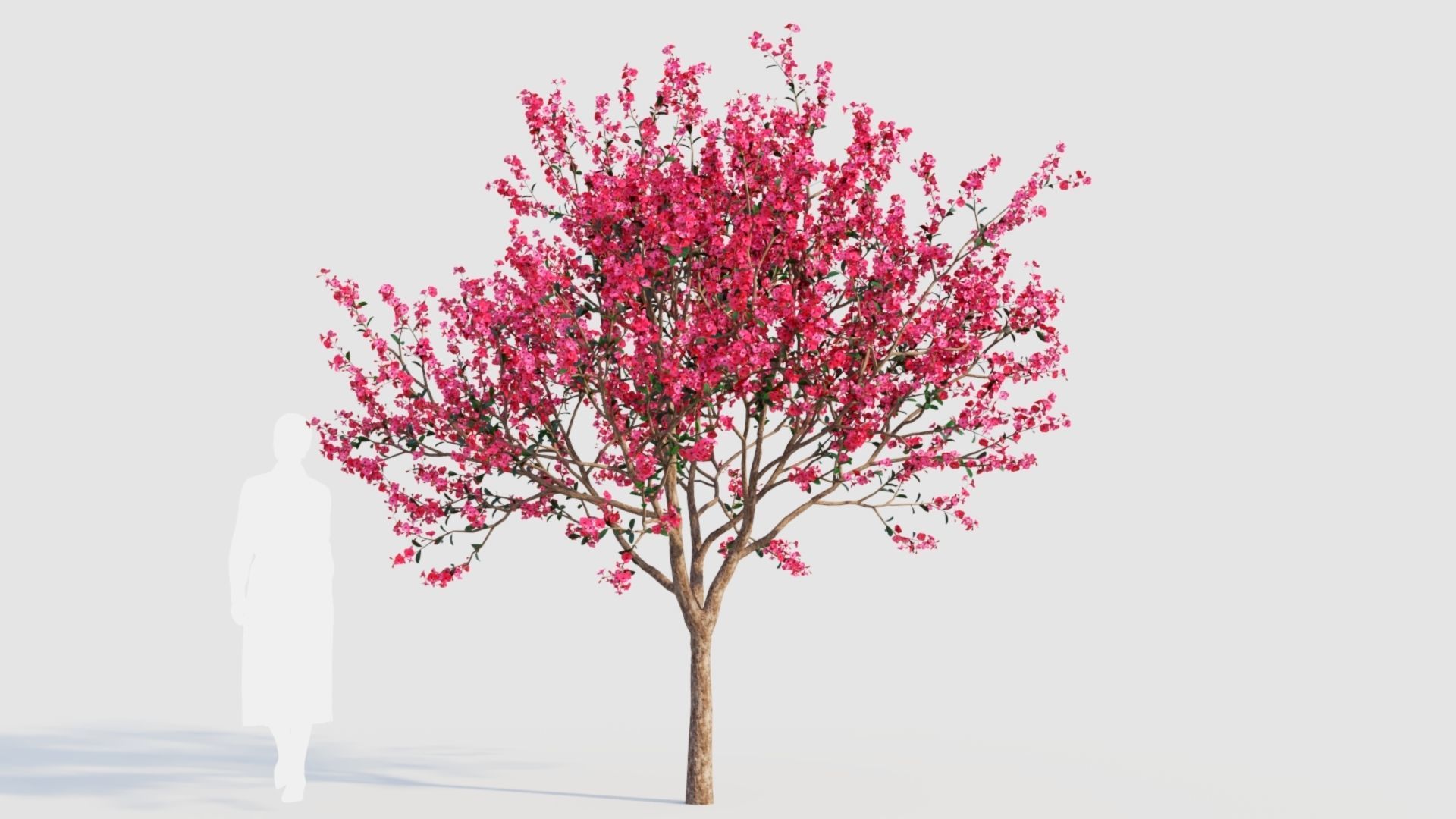 Malus spectabilis a 3D model_6