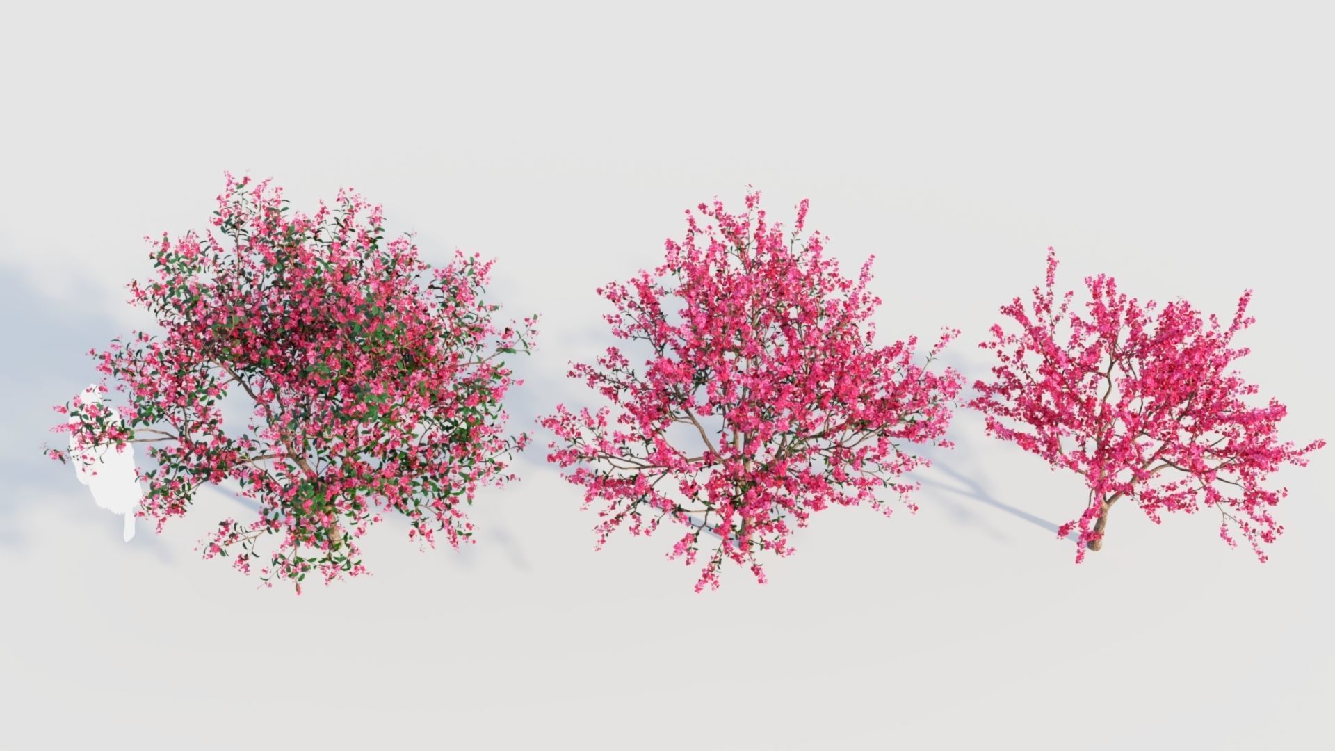 Malus spectabilis a 3D model_2