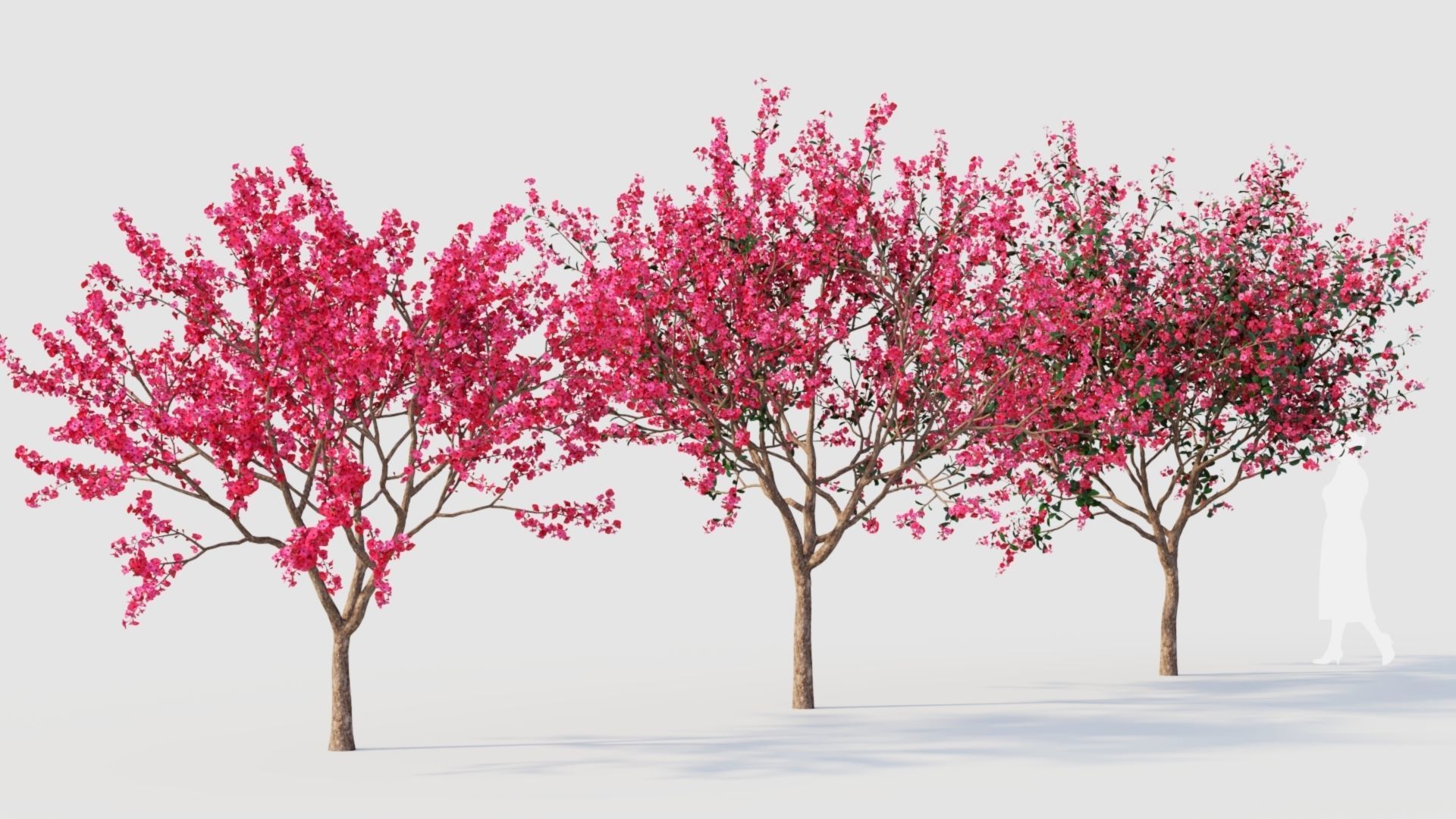 Malus spectabilis a 3D model_4