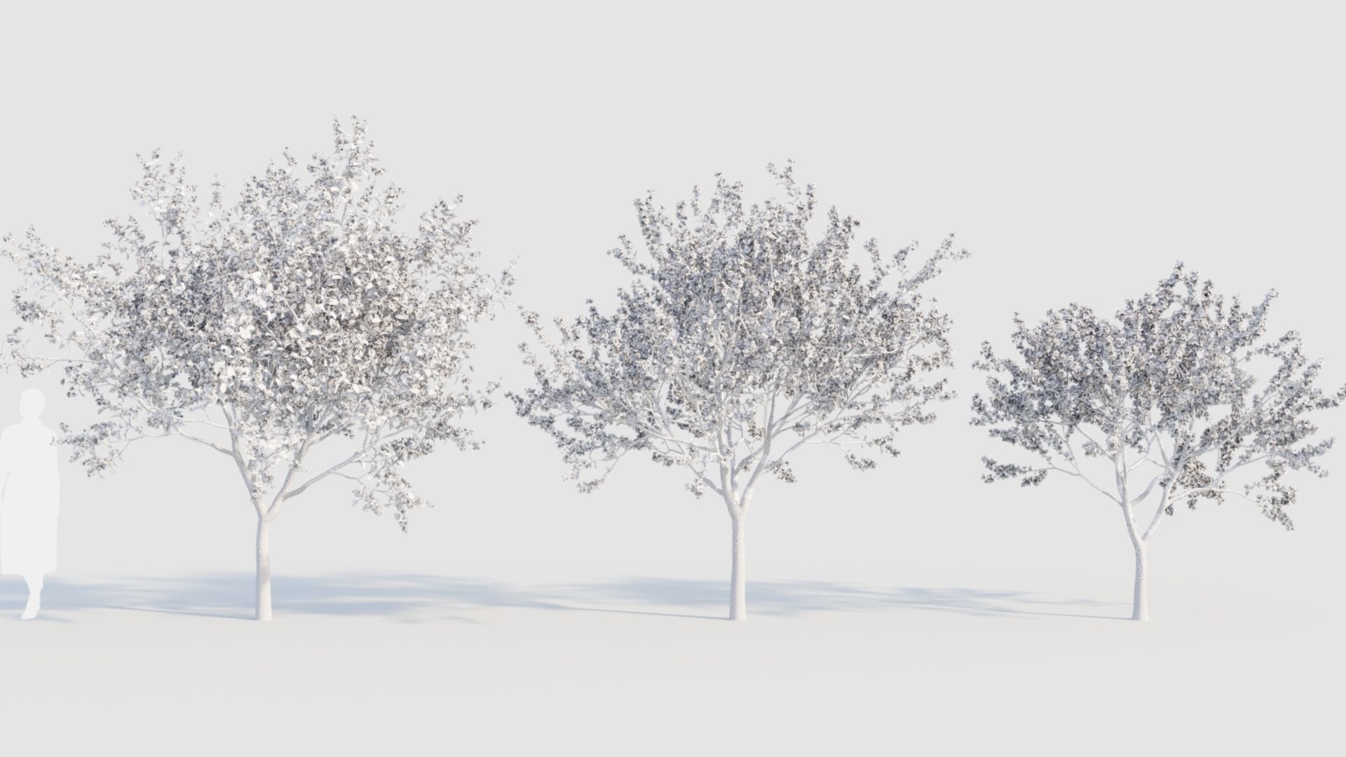 Malus spectabilis a 3D model_8