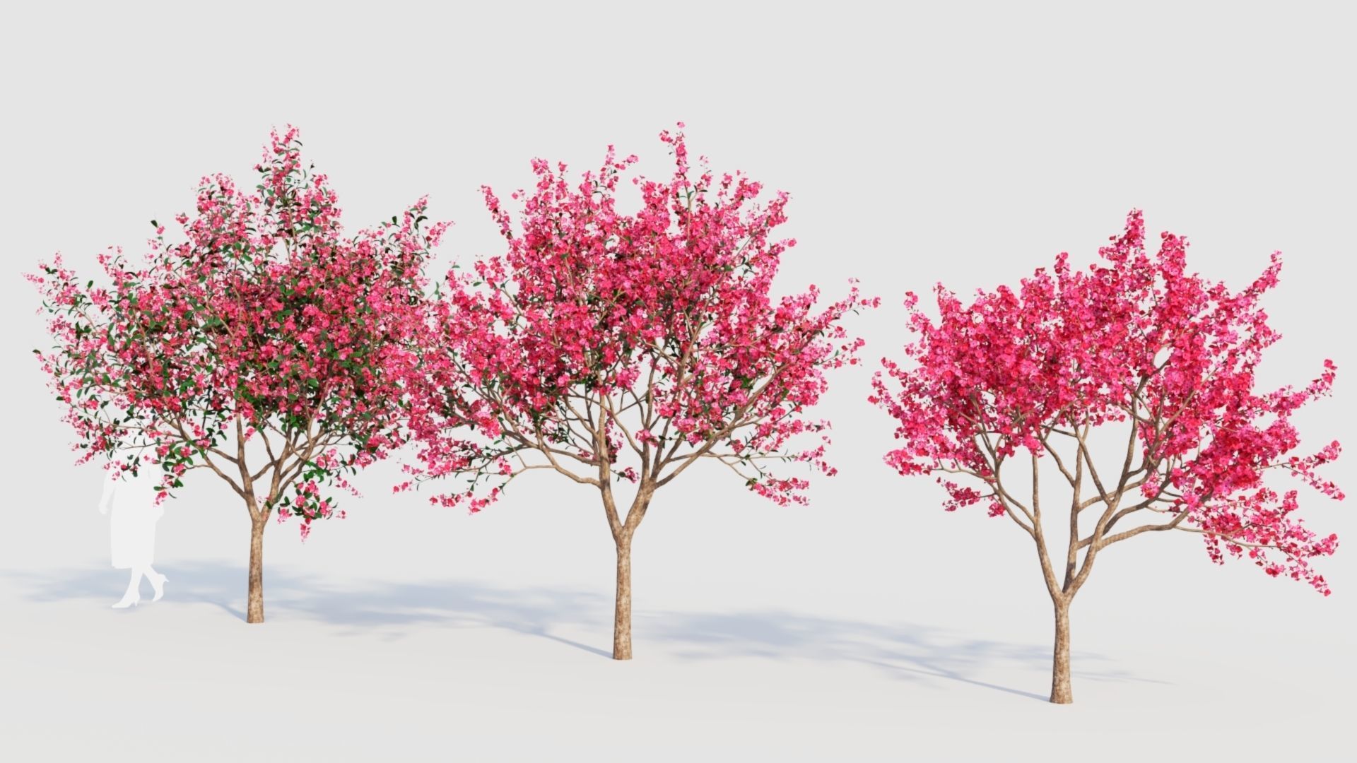 Malus spectabilis a 3D model_1