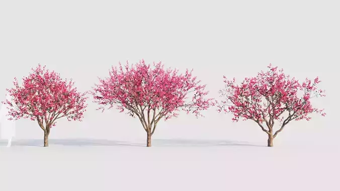 Malus spectabilis c 3D model
