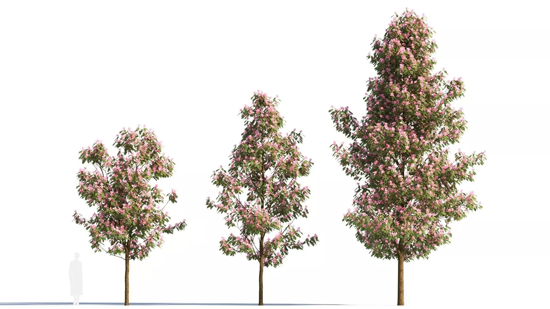 Michelia maudiae tree b 3D model