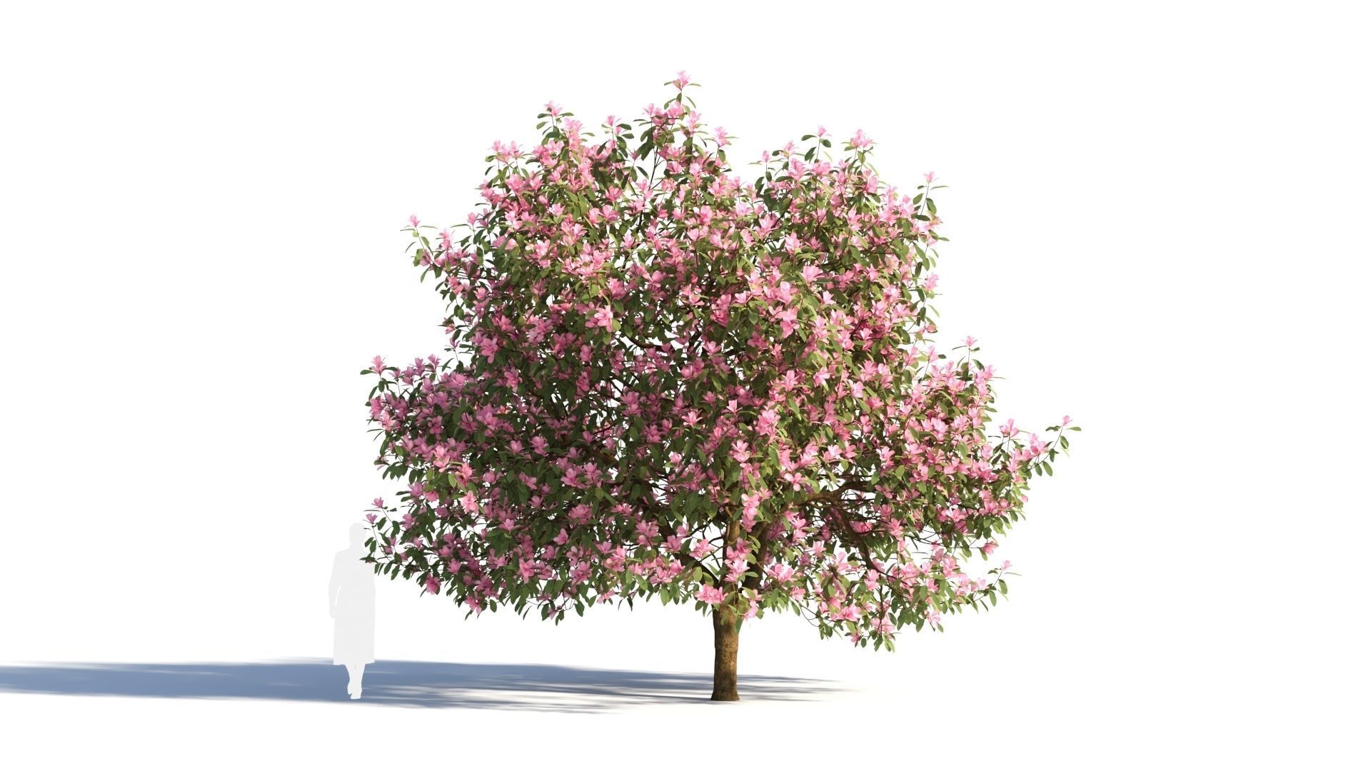 Michelia maudiae tree c 3D model_6