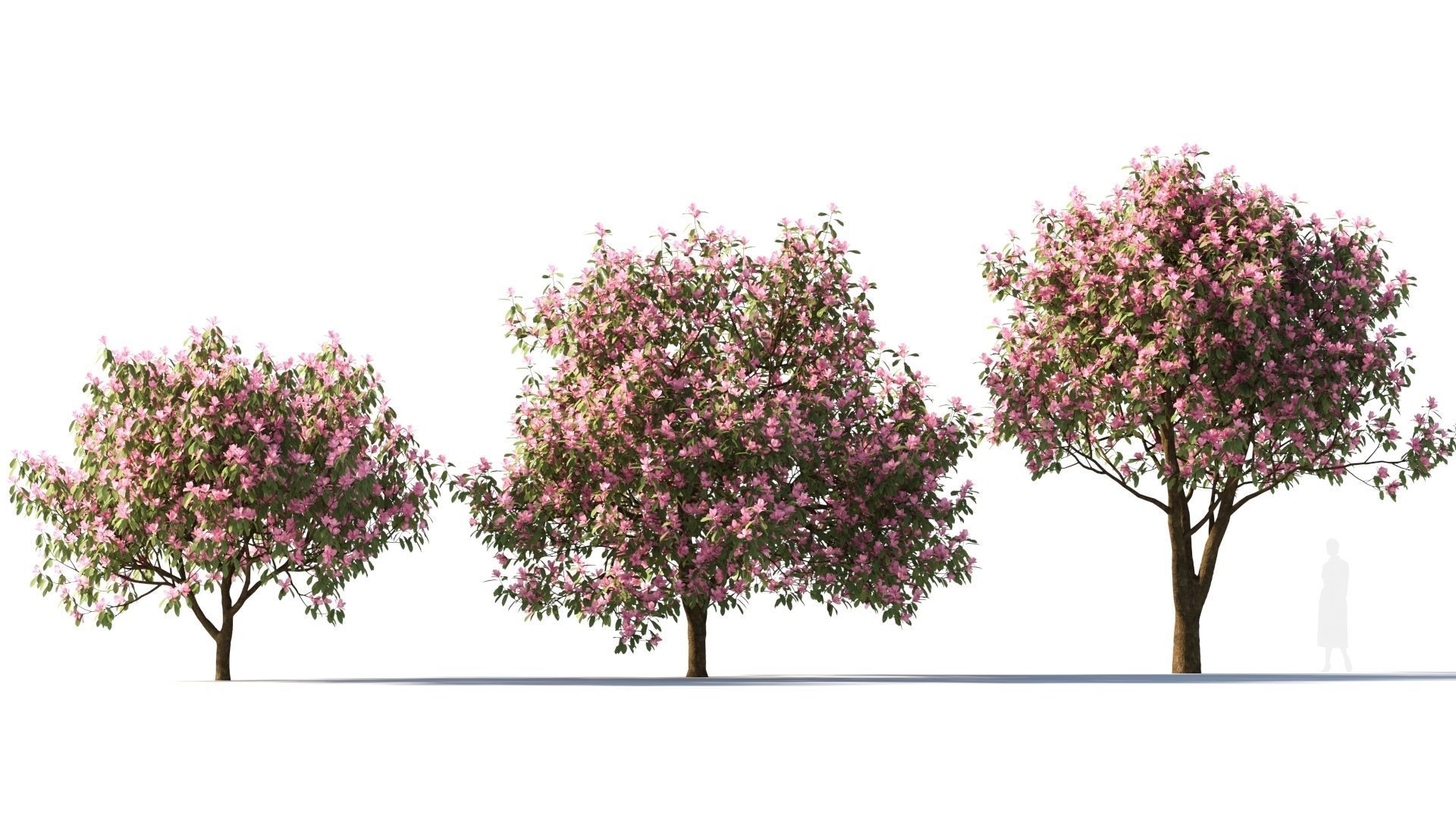Michelia maudiae tree c 3D model_4