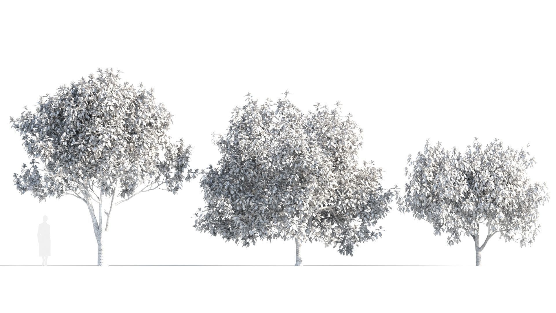 Michelia maudiae tree c 3D model_8