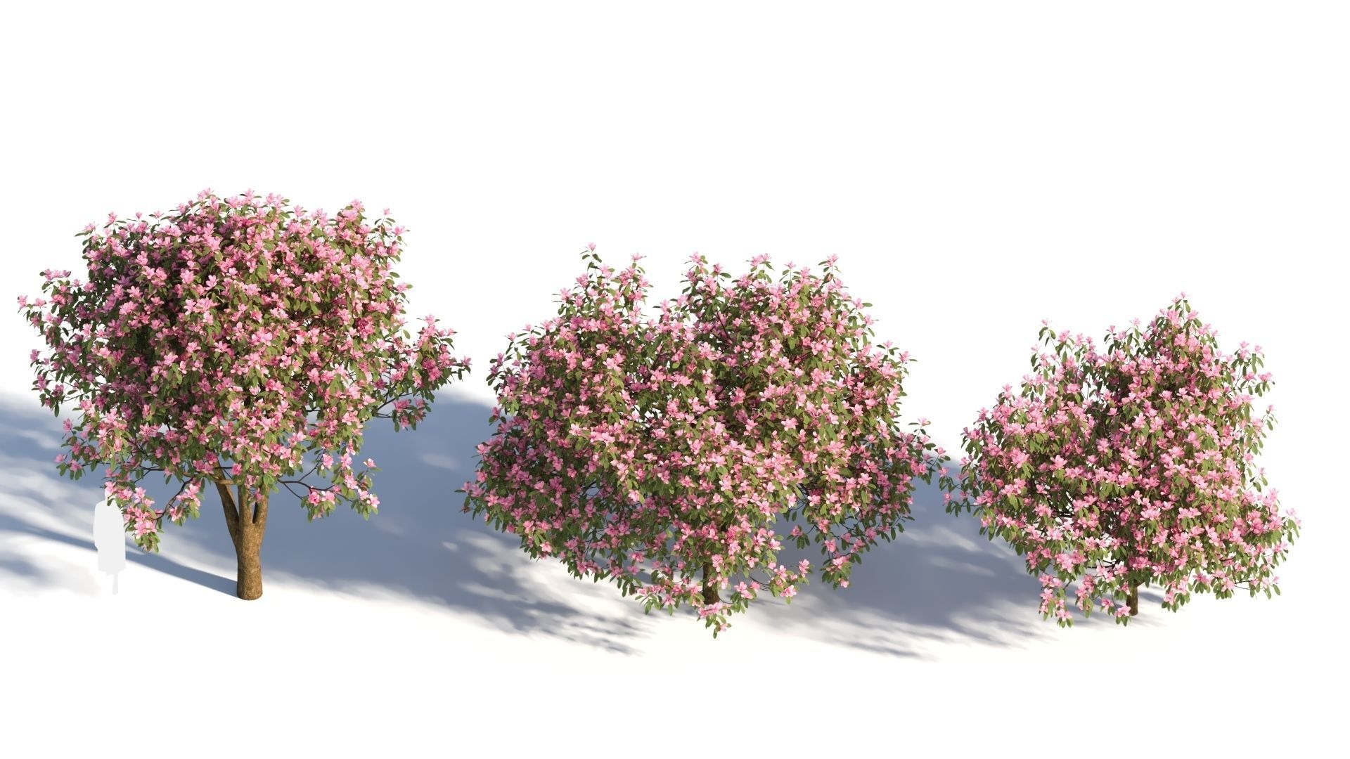 Michelia maudiae tree c 3D model_2